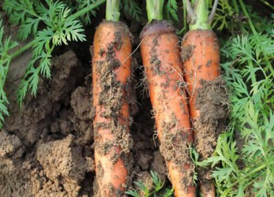 东北胡萝卜种植时间 东北胡萝卜种植时间和方法