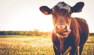 新鲜牛舌怎么做才好吃 牛舌头怎么做好吃