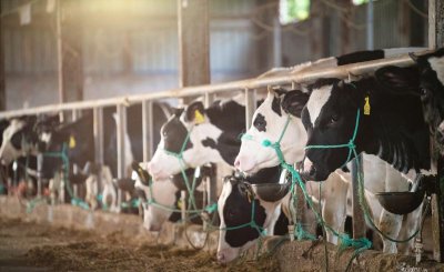 农村养殖什么最可靠 农村养殖什么稳当成本低又能赚钱