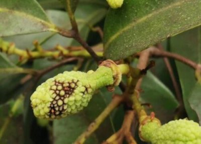 荔枝种植中常见病害 荔枝病虫害防治技术与方法措施