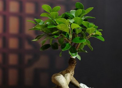 人参榕能水培吗 人参榕可以水培吗