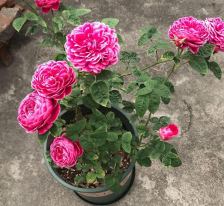 蚯蚓粪适合养哪些花卉 蚯蚓粪水浇花比营养液效果好