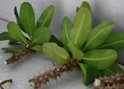 虎刺梅什么时候扦插最好 扦插时间是几月