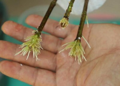 三角梅扦插繁殖 三角梅可以扦插繁殖吗