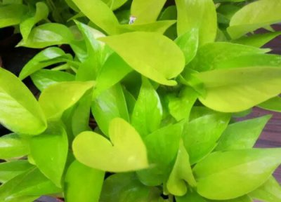 绿萝叶子不绿是什么原因 叶子发黄颜色变浅放什么变绿