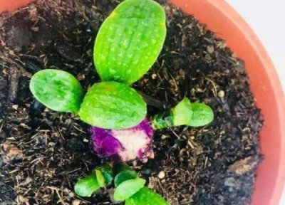 凉茶渣能直接放土里来养花吗 凉茶渣可以当肥料种花吗