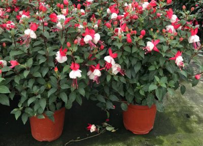 倒挂金钟什么时候施肥 倒挂金钟追肥有哪些讲究