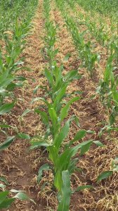 米苗后的除草药什么时候打合适 玉米三遍药最佳打药时间