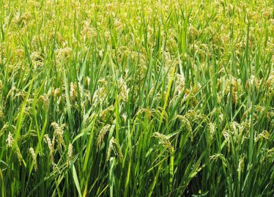 夏季适合种什么农作物 春夏季适合种植什么农作物