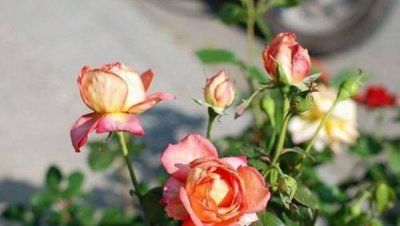 一盆花放几粒复合肥 家里养殖花卉使用复合肥的注意事项