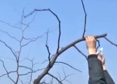枣树怎么剪枝 修剪图解与方法图解