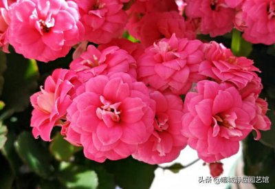 长寿花什么时候打顶最合适 打顶最佳时间及注意事项