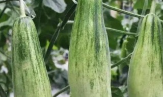 香瓜如何挑选 翠羊角香瓜挑选方法