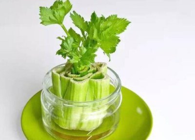 北方芹菜几月份播种最好 北方芹菜什么时候种植最好