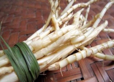 茅根长什么样子图片 熬水喝的功效与作用