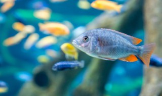 水养鱼怎么养才能更旺盛 水养鱼应该怎么养才能更旺盛