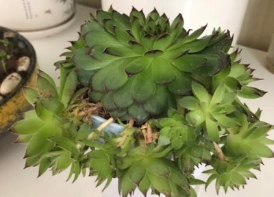 观音莲可以水培吗 水培养殖方法和注意事项