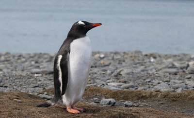 企鹅是鸟类吗 请说明理由解释企鹅是动物还是鸟类