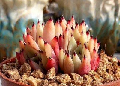 绿爪有毒吗 家里怎么养绿爪