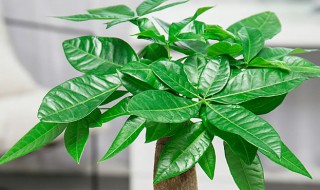 办公室招财树放在哪里 办公室招财树摆放位置介绍