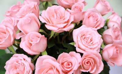 粉红色玫瑰代表什么意思 粉红色玫瑰花象征寓意介绍