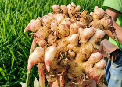 未来5年生姜行情分析 2023年生姜种植前景预测