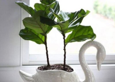 琴叶榕是否怕冻 琴叶榕冬天怎么养护