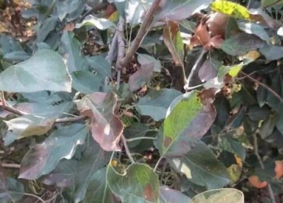苹果树种植中常见病害 苹果树病虫害防治方法与技术措施