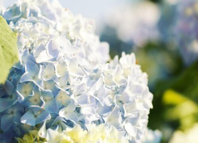 紫阳花什么时候开花 开花时间几月