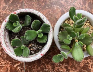 多肉扦插要多久才能生根 扦插繁殖多肉植物多少天发芽