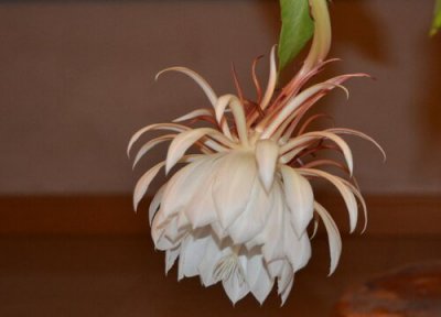 昙花能吃吗 昙花花朵女人吃了有什么功效与好处