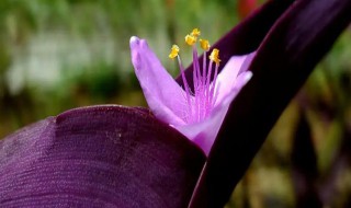紫鸭拓草是什么花 紫鸭拓草的介绍