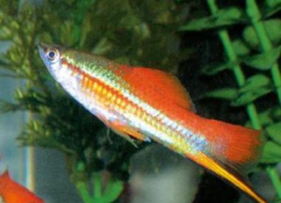 适合新手最好养的鱼有哪些 十大养不死的观赏鱼品种