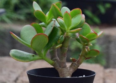 燕子掌什么时候开花 多久开一次花