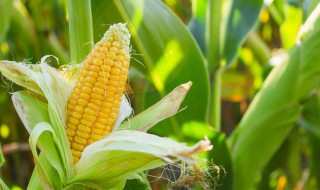 玉米须能重复泡吗 玉米须可以重复泡吗