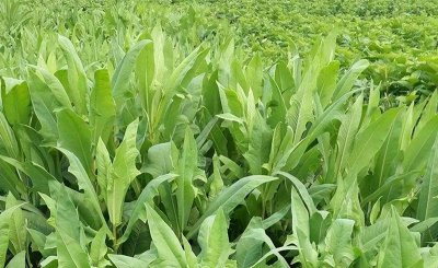 鹅喜欢吃什么草图片 养鹅种植什么牧草比较好