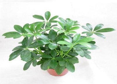 鸭掌木在冬季怎么养护 冬季休眠期如何养鸭掌木生长健壮