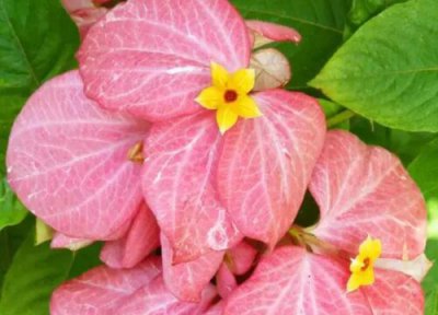 粉纸扇的花语是什么寓意 象征着什么意思