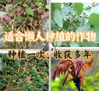 适合懒人种植的经济作物 种植一次多年收获