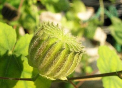 磨盘草的功效与作用 磨盘草的功效与作用及食用方法