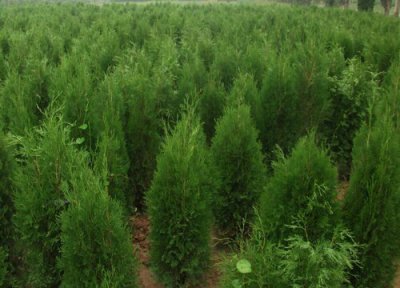 侧柏的花语是什么 开花代表的花语和寓意