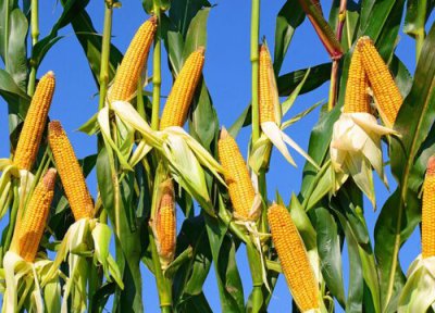 伟育187玉米种子介绍 伟育187玉米种审定号