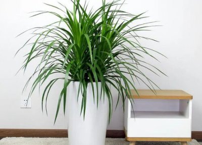 龙须树叶子有点发黄是什么原因 龙须树叶片发黄怎么回事