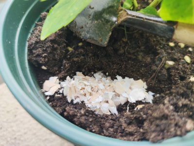 鸡蛋壳养花的正确使用方法 鸡蛋壳能直接放花盆里栽花吗