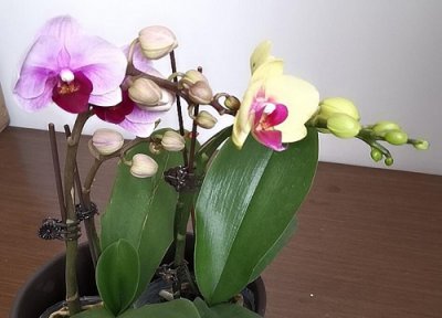 蝴蝶兰开花期间怎么养护 蝴蝶兰用哪些养护方法开花多