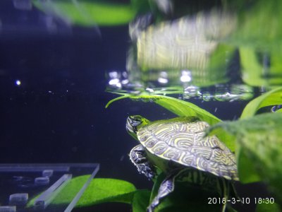 黄耳龟吃什么食物 黄耳龟喜欢的食物类型以及喂食频率