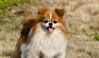 夏季狗狗吃什么解暑 夏季狗狗吃什么好