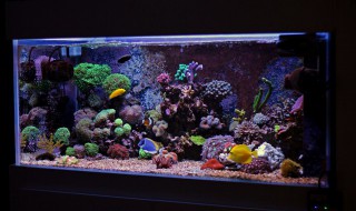 鹦鹉鱼吃什么食物 鹦鹉鱼吃啥食物的呢