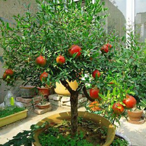 石榴树栽在家里的什么位置好 院子里面栽树的位置讲究