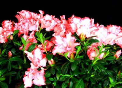 西洋鹃一年开几次花 花期是几月份